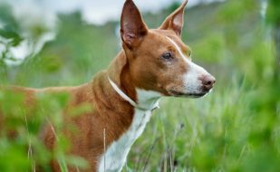 Podenco-andaluz