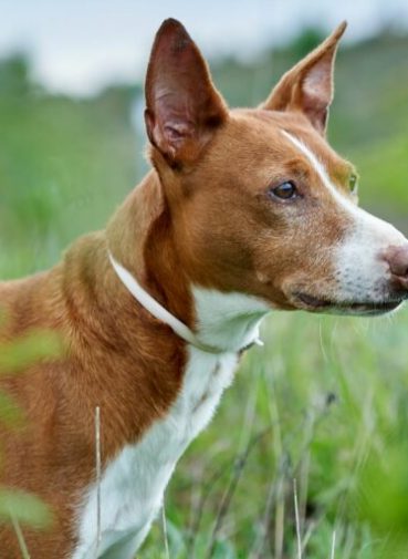 Podenco-andaluz