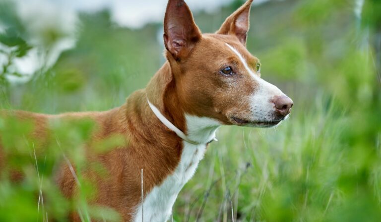 Podenco-andaluz